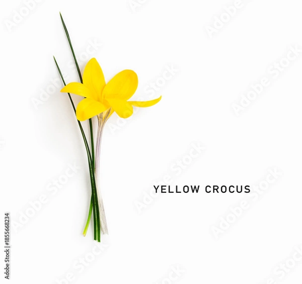 Obraz Yellow crocus flower with stem and leaves isolated on white background