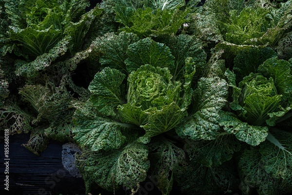 Obraz 京都府大原畑の白菜虫喰いの慈しみ