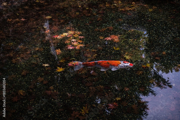 Obraz 京都府大原寂光院錦鯉秋水に宿るもの