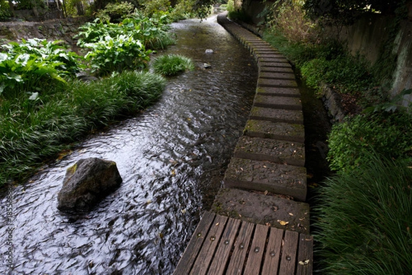 Obraz 散策が楽しい源兵衛川の遊歩道