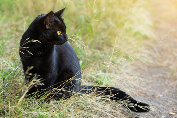 Fototapeta Beautiful bombay black cat in profile with yellow eyes and attentive look in green grass in nature. Сat is looking in the right	