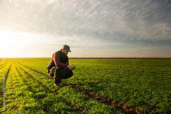 Obraz Young farmer examing planted young wheat