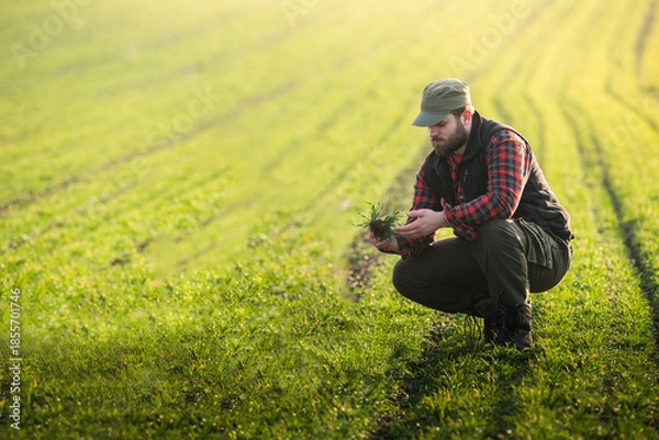 Obraz Young farmer examing planted young wheat