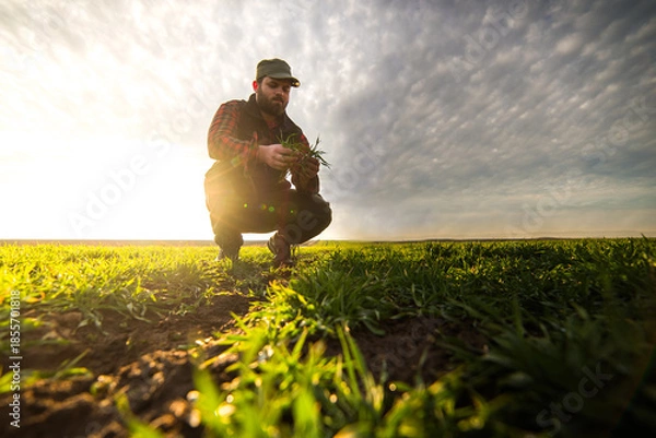 Obraz Young farmer examing planted young wheat