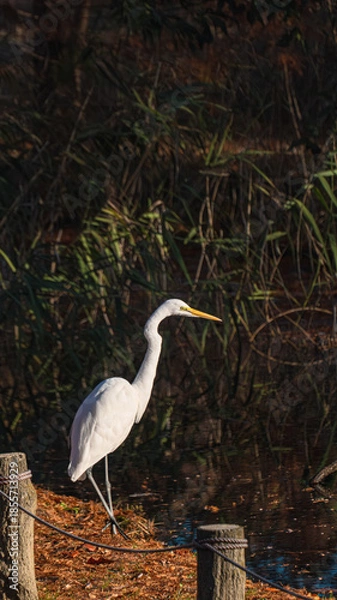 Obraz 池を眺めるシラサギ