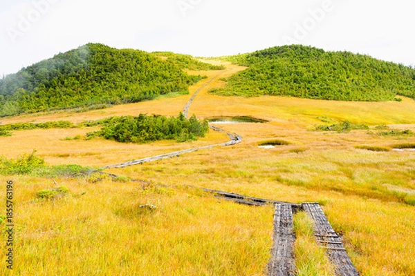 Obraz 燧ヶ岳の湿原、熊沢田代