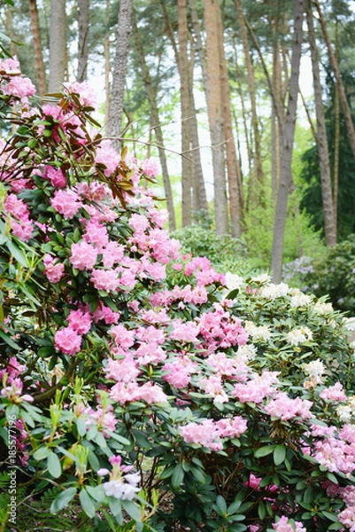Obraz Rhododendron bush bloosom on springtime.