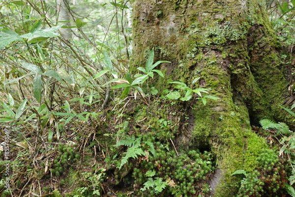 Fototapeta 尾瀬に広がる、苔やシダが生い茂る針葉樹林。