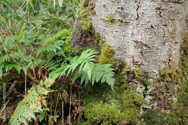 Fototapeta 尾瀬に広がる、苔やシダが生い茂る針葉樹林。