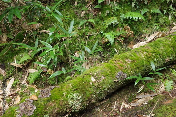 Obraz 尾瀬に広がる、苔やシダが生い茂る針葉樹林。