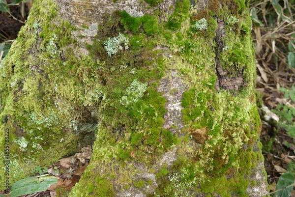 Obraz 尾瀬に広がる、苔やシダが生い茂る針葉樹林。