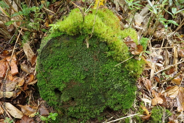 Obraz 尾瀬に広がる、苔やシダが生い茂る針葉樹林。