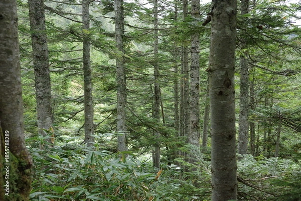 Obraz 尾瀬の尾瀬沼へ向かう道中、沼山峠周辺に広がるシラビソなどの針葉樹林。