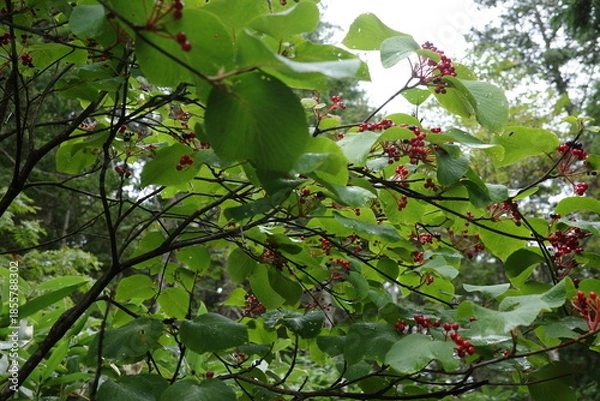 Obraz 夏の終わりの尾瀬ヶ原で見かけた、赤い実をたくさんつけたオオカメノキ（別名ムシカリ）。緑に包まれた湿原の中で、鮮やかな果実が季節の進みを静かに伝える、尾瀬らしい自然の一場面です。