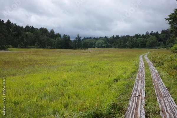 Obraz 夏の終わり、尾瀬の尾瀬沼へ向かって湿原の中を進む木道。