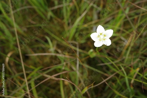 Obraz 夏の終わりの尾瀬沼周辺の湿原に咲くウメバチソウ