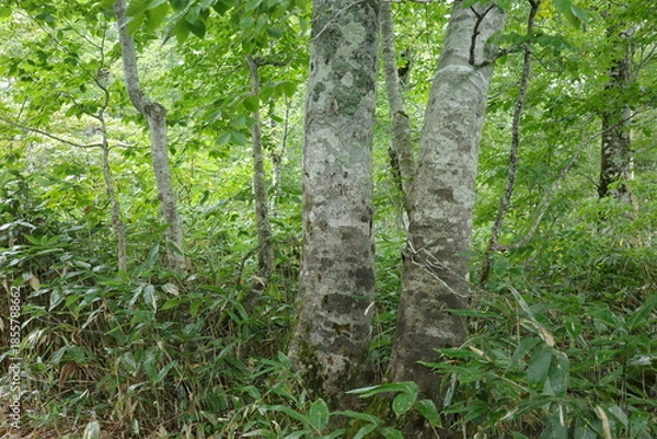 Obraz 夏の終わり、緑があふれる尾瀬ヶ原の広葉樹林。