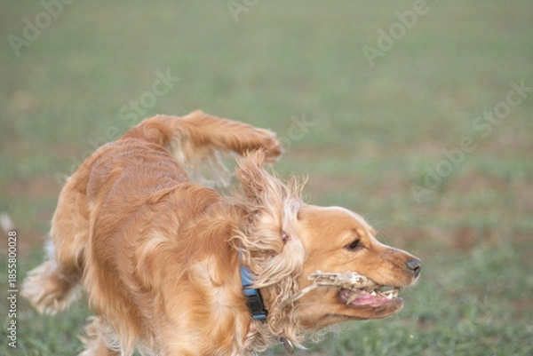 Obraz Two playful dogs, a golden cocker spaniel and a fluffy brown cocker spaniel, are joyfully running across a grassy field, showcasing their friendship and energy in a natural setting