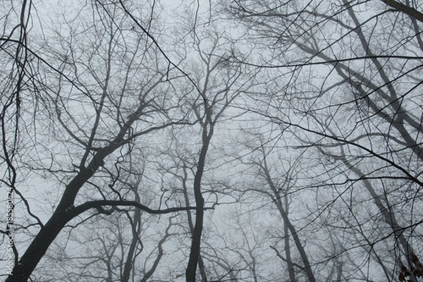 Fototapeta Tree branch, winter nature image.