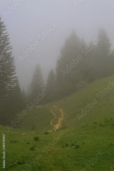 Fototapeta Forêt Brume