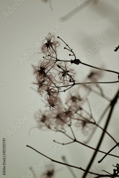 Fototapeta Macro végétaux