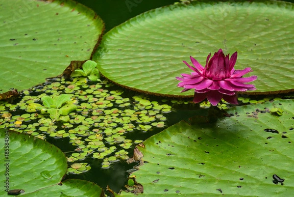 Obraz vitória-régia, amazonas