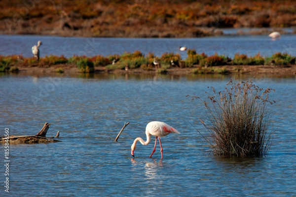 Obraz Flaming Na Rozlewisku 