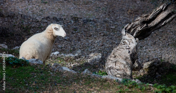 Obraz Owca i Drzewo Oliwne ,