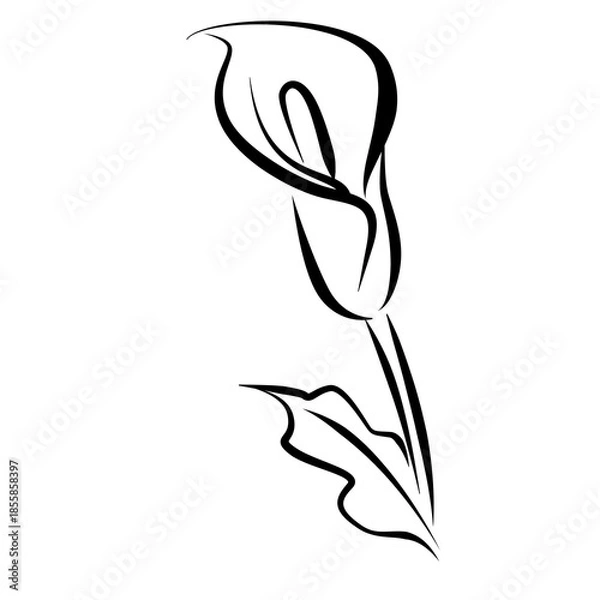 Obraz calla flower