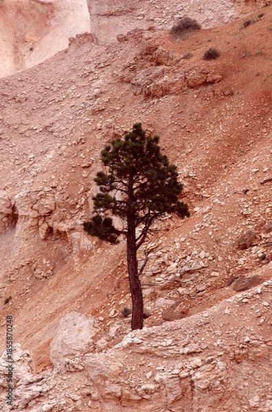 Obraz tree in the desert