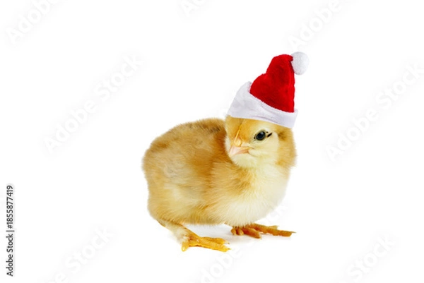 Obraz Tiny yellow chicken in classic Santa hat