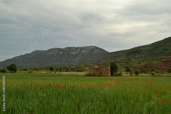 Fototapeta Petite cabane Coquelicots Hérault 