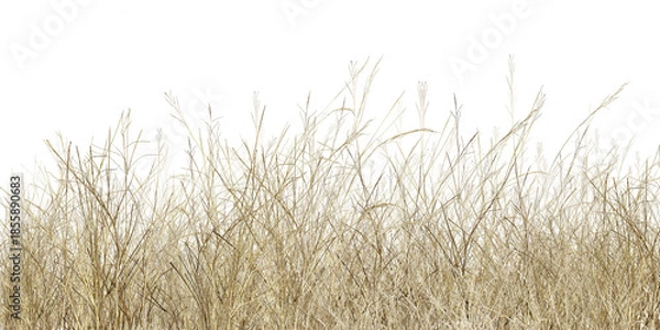 Obraz grass isolated on white background