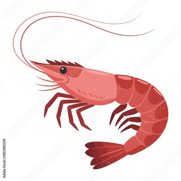 Obraz shrimp vector illustration
