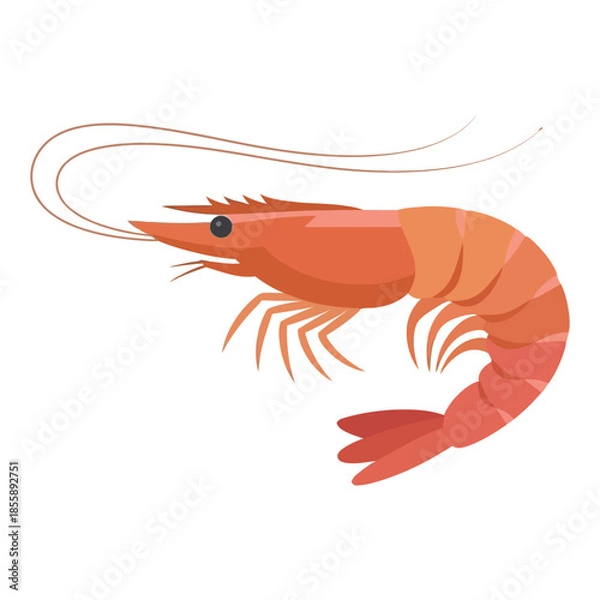 Obraz shrimp isolated on white background