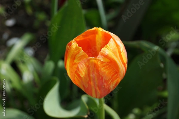 Obraz red and yellow opened Tulip, a flower in daylight