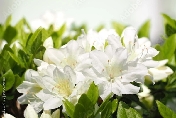 Obraz 植物　5月　花　公園