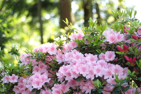 Obraz 植物　5月　花　公園