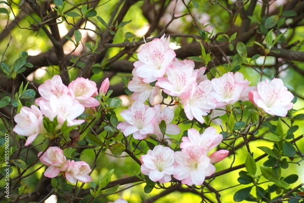 Obraz 植物　5月　花　公園