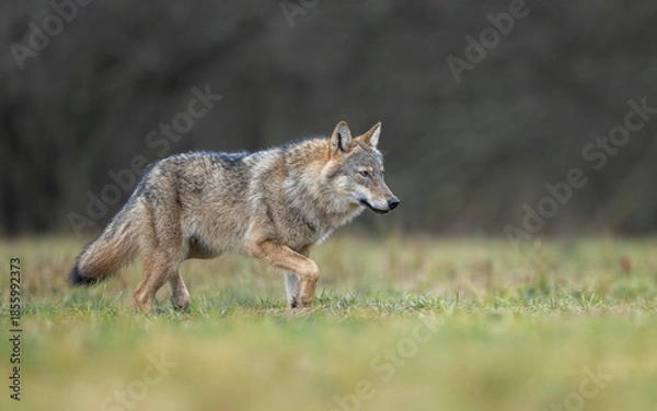 Obraz Grey wolf ( Canis lupus ) close up