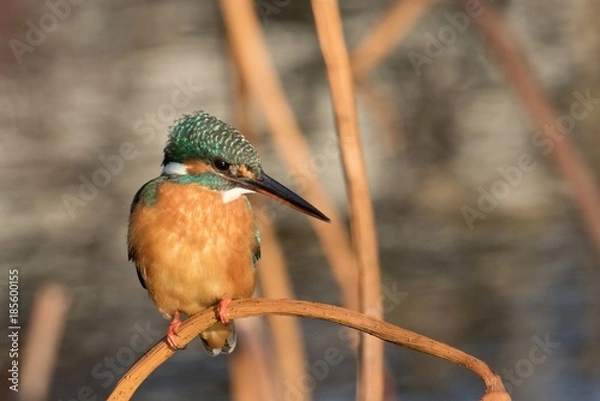 Obraz 池の上で獲物を狙うカワセミ