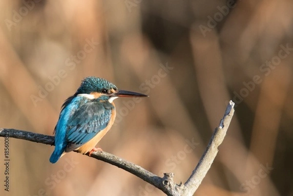 Obraz カワセミの後姿