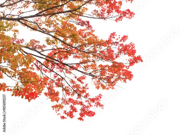 Fototapeta トウカエデ　11月撮影