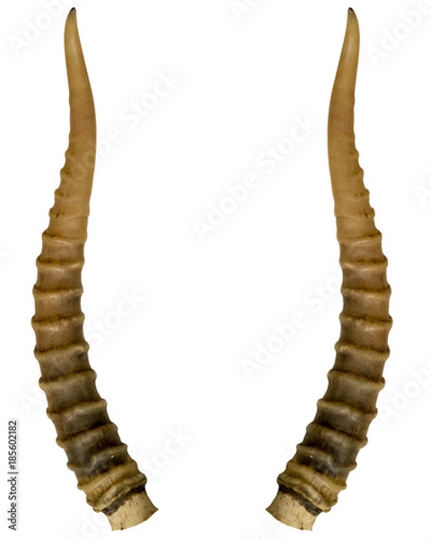 Obraz antler saiga antler