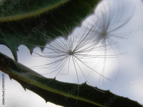 Obraz seeds on a green leaf