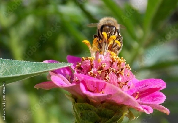 Obraz bee on a large pink flower