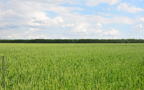 Obraz a background with Vast Green Crop Field Under a Blue Sky with Distant Trees