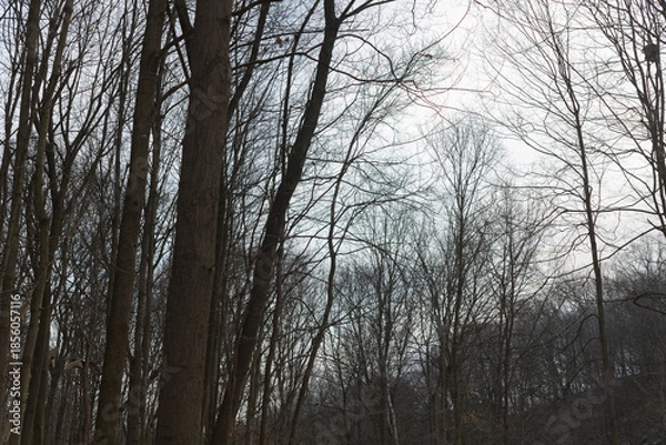 Obraz bare trees in winter