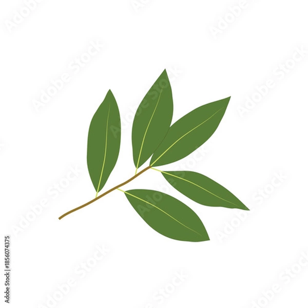 Obraz Green Bay Laurel Leaf Vector on White Background
