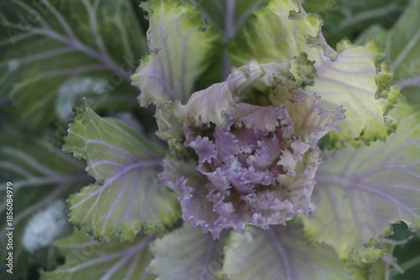 Obraz Colored flowers on natyre background